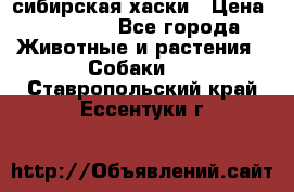 l: сибирская хаски › Цена ­ 10 000 - Все города Животные и растения » Собаки   . Ставропольский край,Ессентуки г.